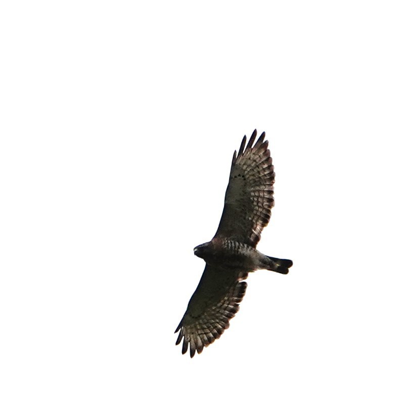 Broad-winged Hawk - Steve Mayo