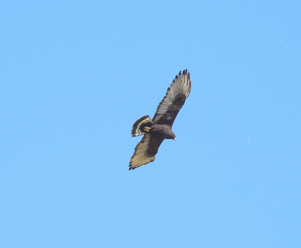 Zone-tailed Hawk - ML618850502