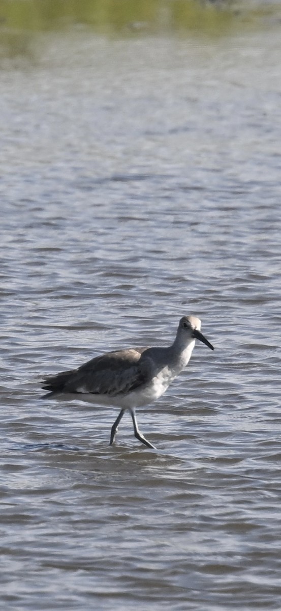 Willet - Deborah Penrose