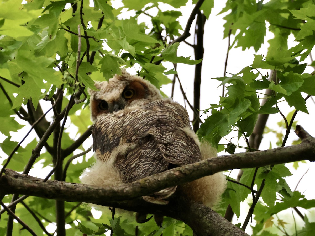 Great Horned Owl - Joanne Morrissey