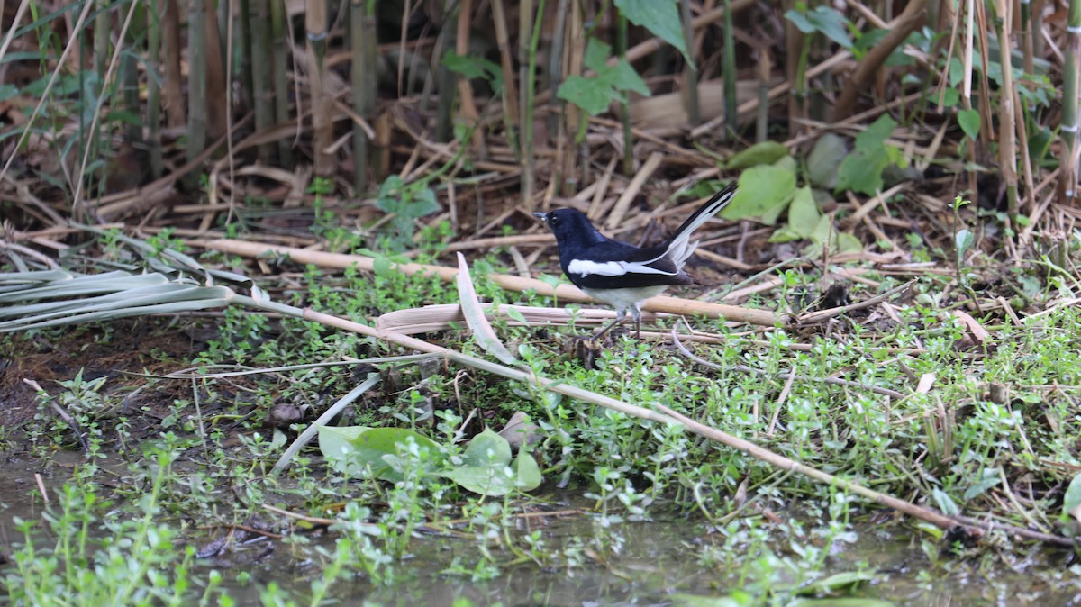 Oriental Magpie-Robin - Chengheng Hu