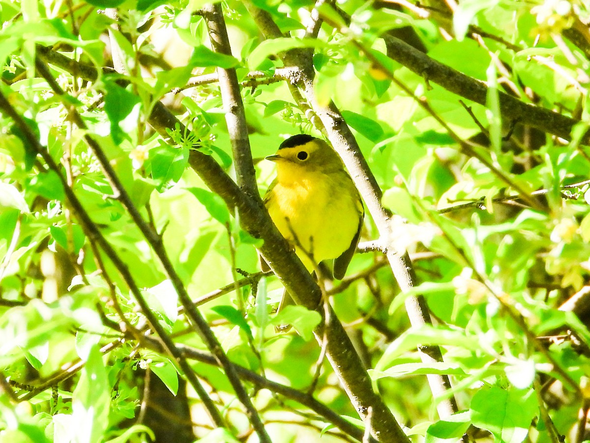 Wilson's Warbler - Haley Gottardo