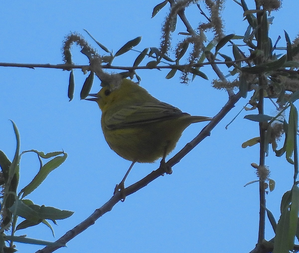 Yellow Warbler - ML618850527