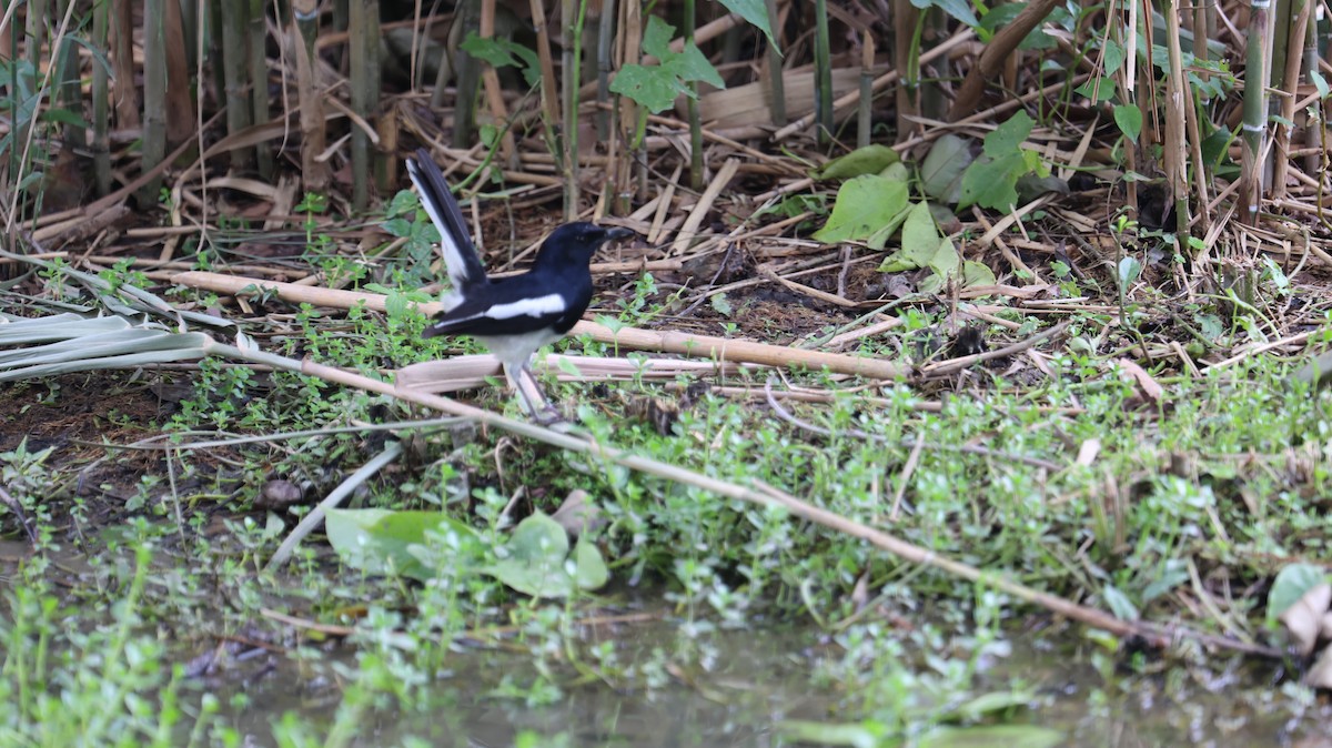 Oriental Magpie-Robin - Chengheng Hu