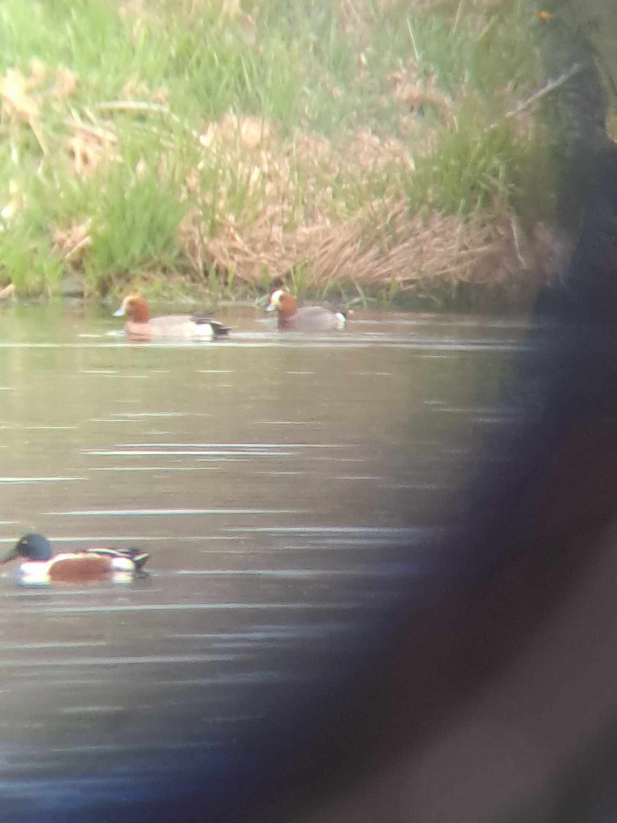 Eurasian Wigeon - Alice Beaumier