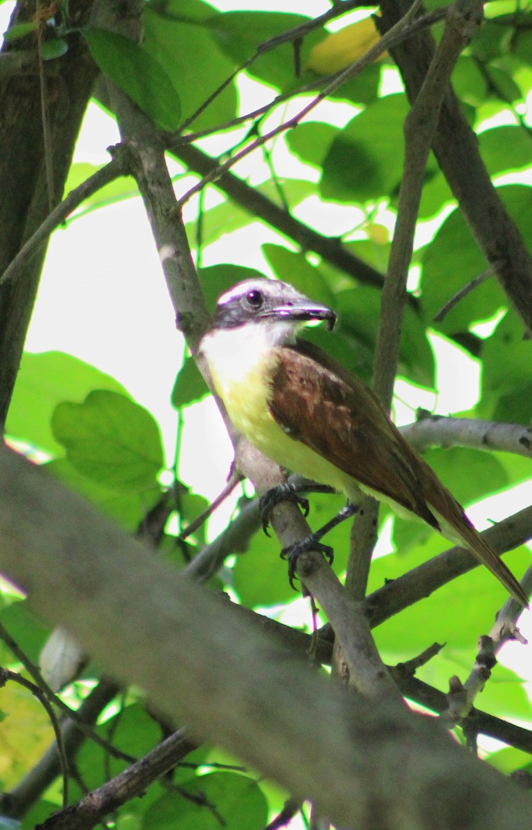 Great Kiskadee - ML618850532