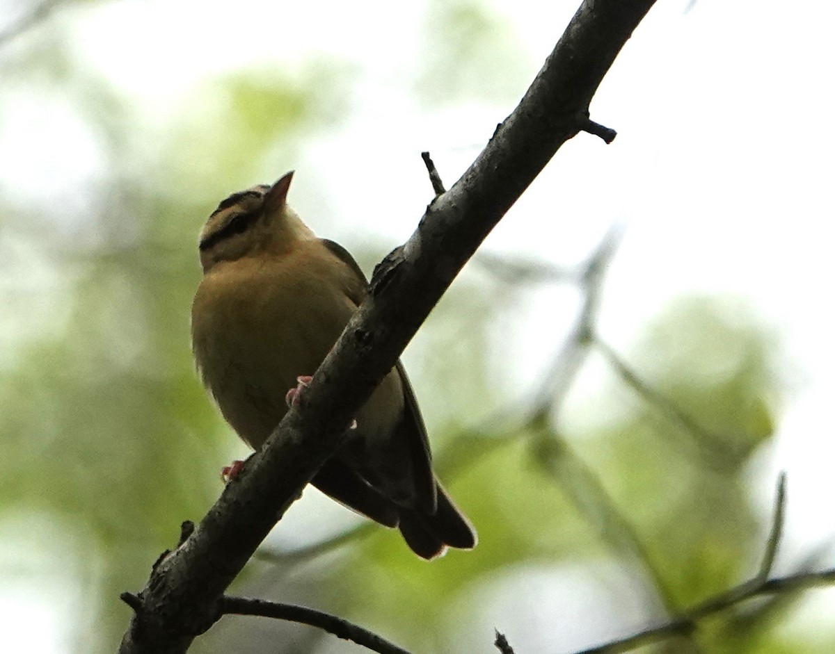 Worm-eating Warbler - Steve Mayo