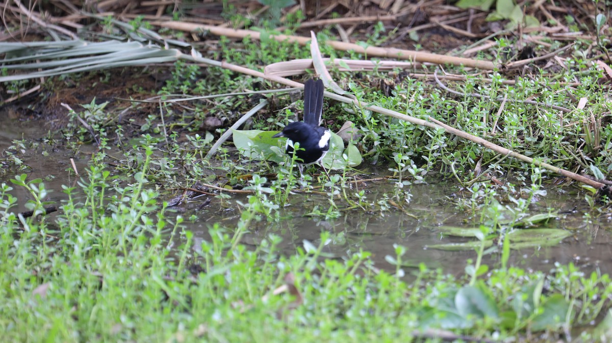 Oriental Magpie-Robin - Chengheng Hu