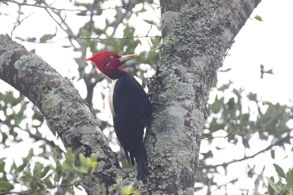 Cream-backed Woodpecker - ML618850540