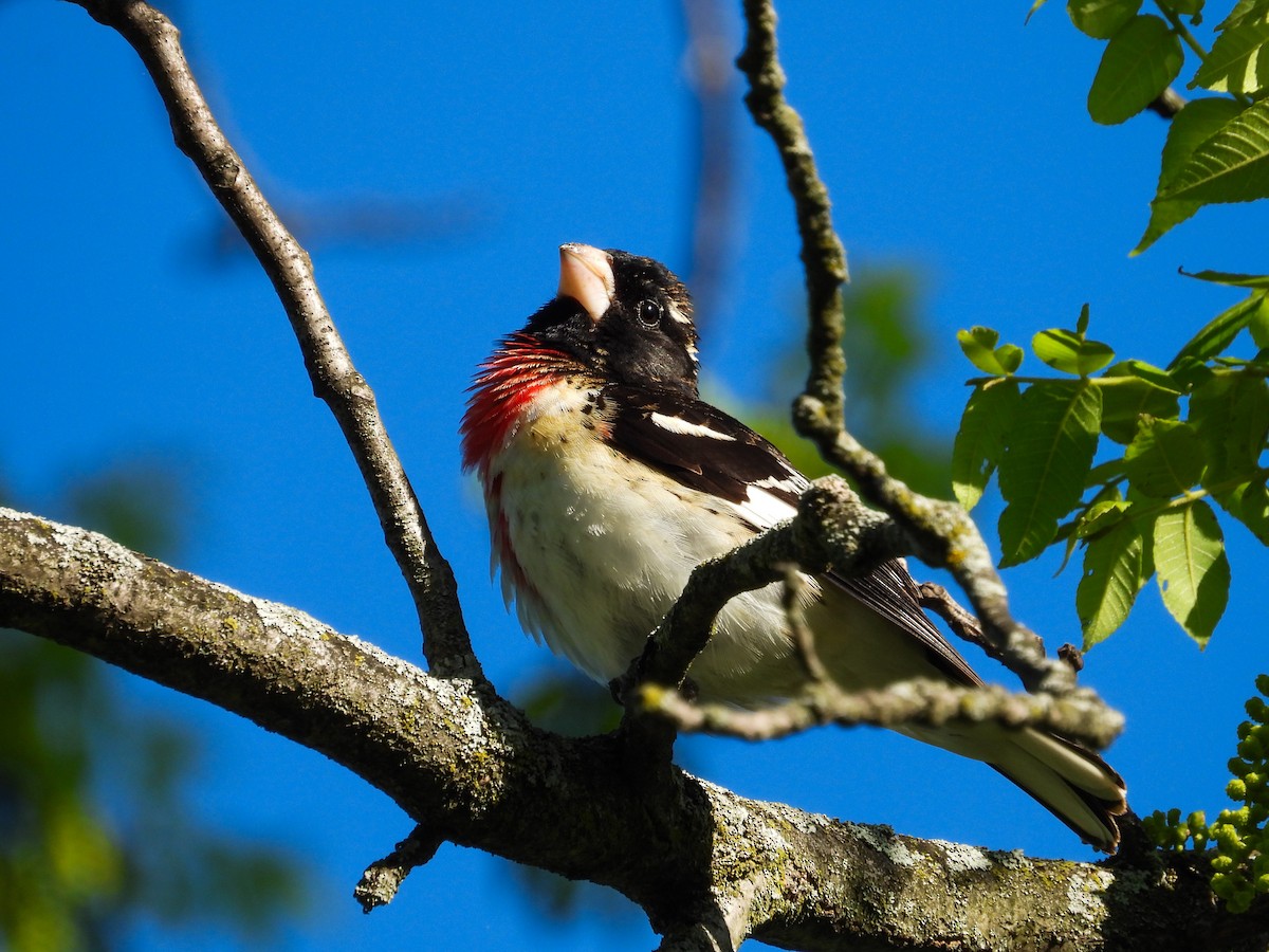 Rose-breasted Grosbeak - Haley Gottardo