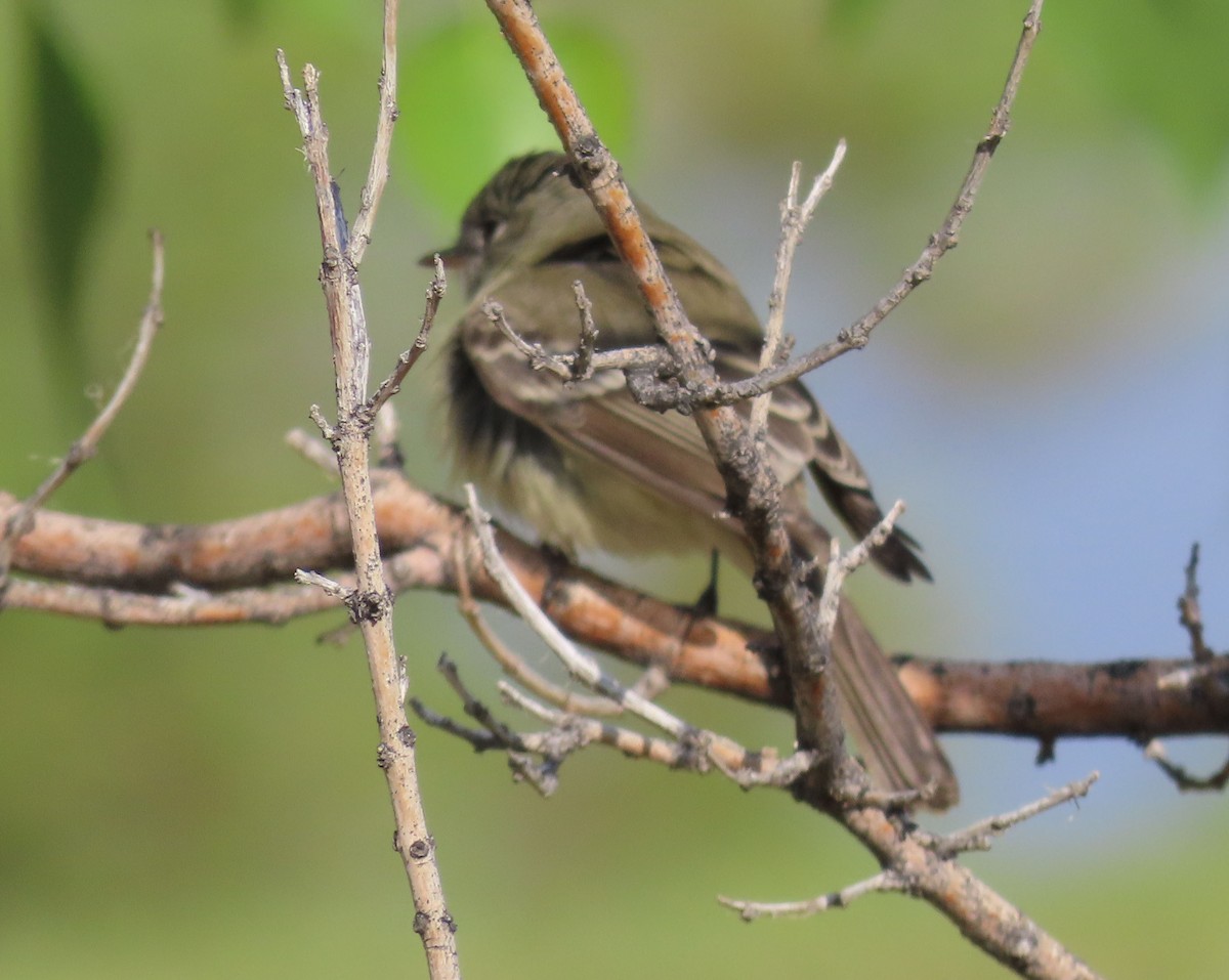 Hammond's Flycatcher - ML618850544