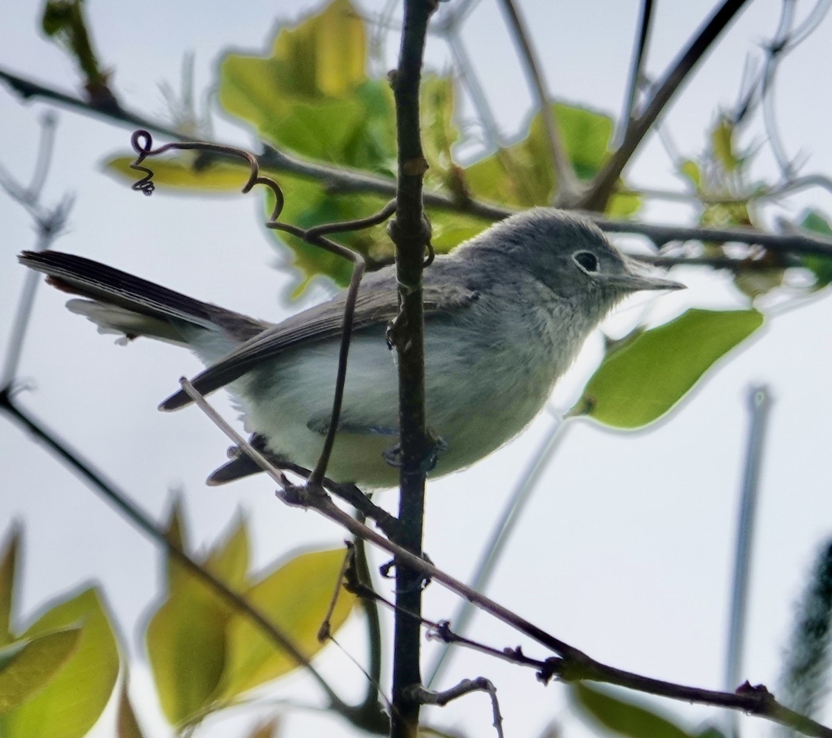 Blue-gray Gnatcatcher - Rebecca Lovejoy