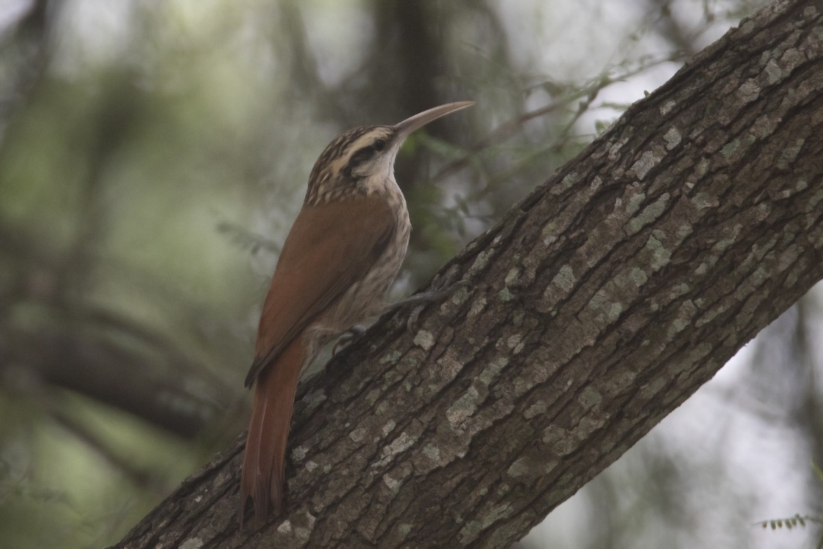 Narrow-billed Woodcreeper - ML618850566