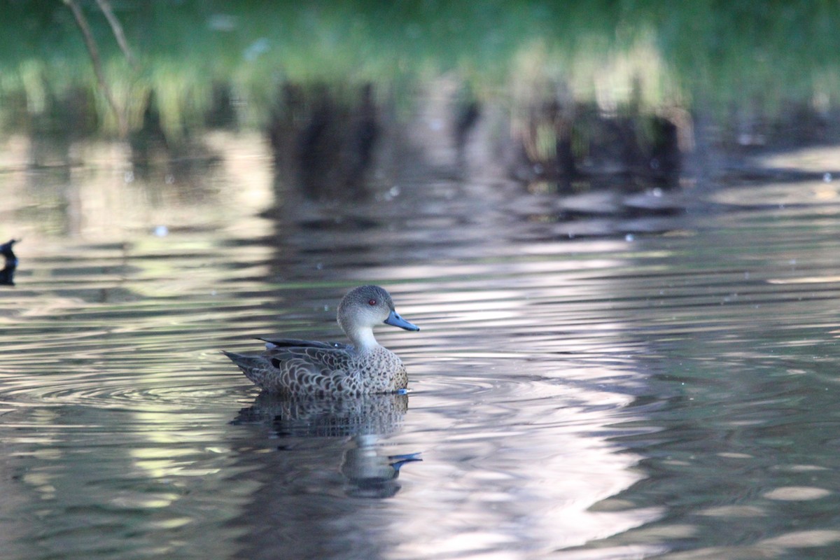 Gray Teal - Meg V