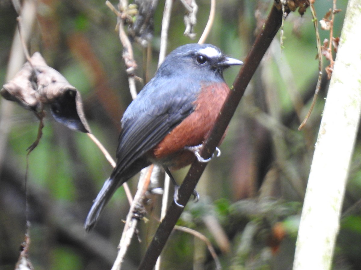 Chestnut-bellied Chat-Tyrant - Ximena Gutiérrez Torres