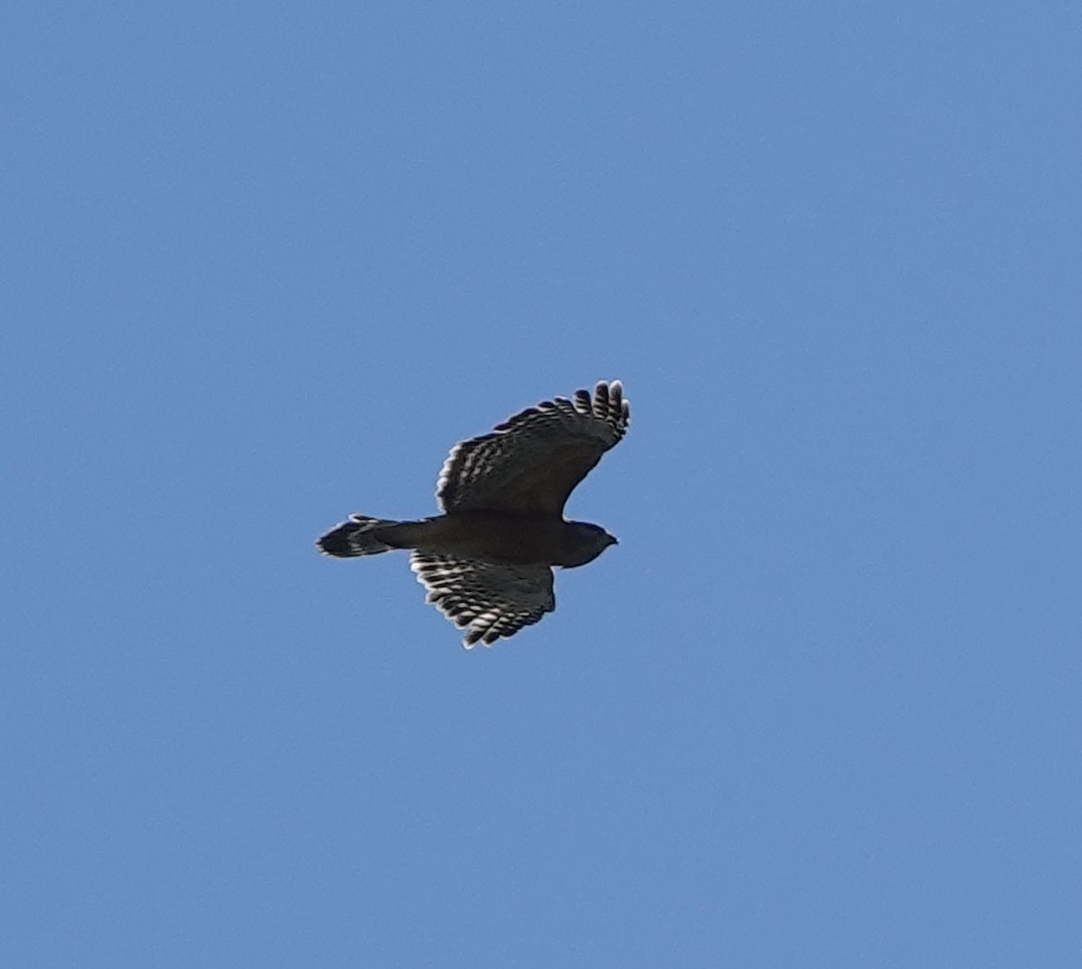 Red-shouldered Hawk - Marianna B