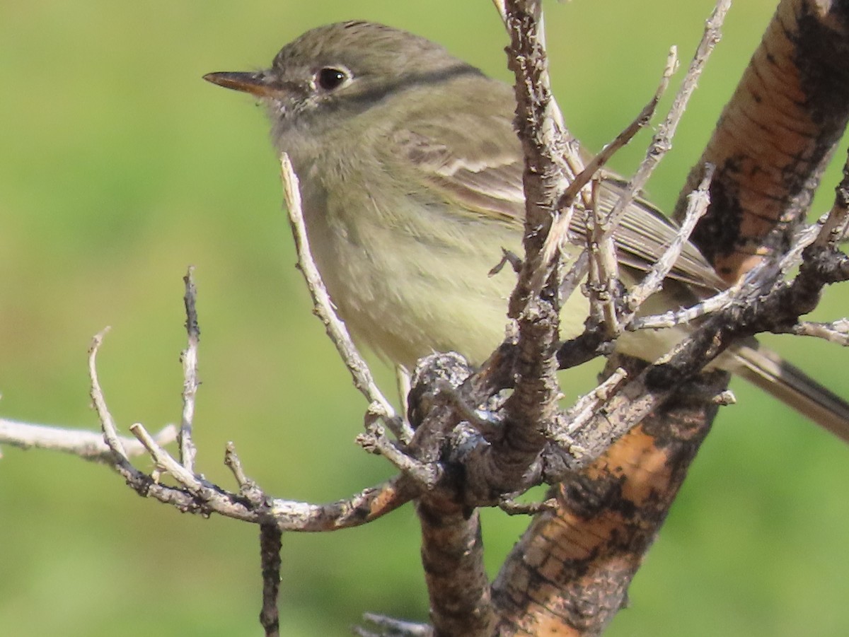 Willow Flycatcher - ML618850581