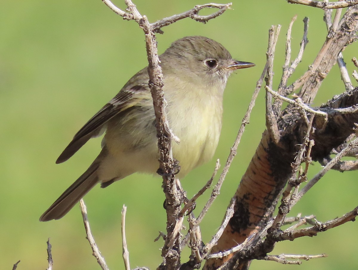 Willow Flycatcher - Deanna Nichols