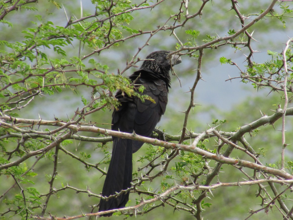 Smooth-billed Ani - Eduardo Freitez Gassán