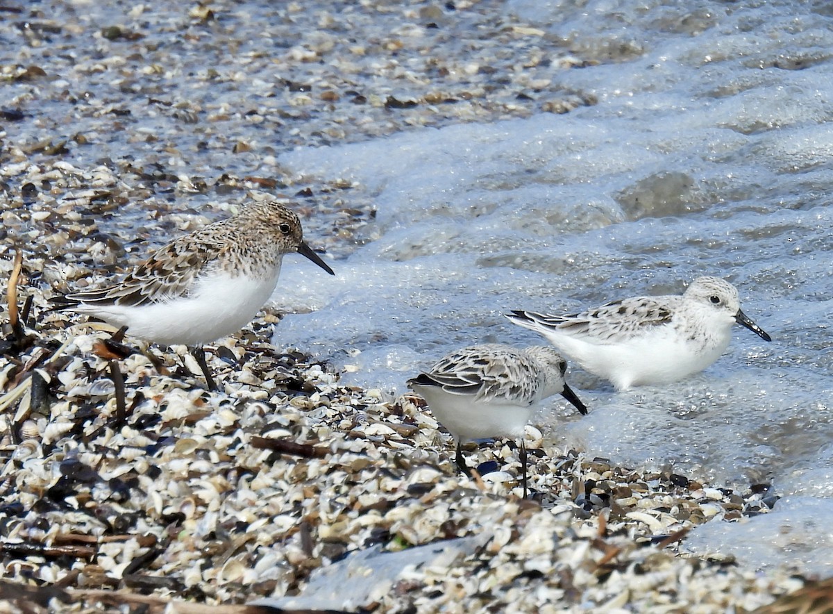 Sanderling - Tracy Wiczer