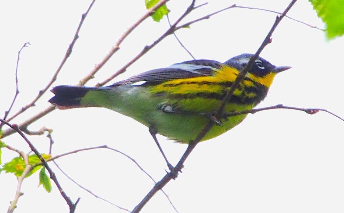 Magnolia Warbler - John Forcey