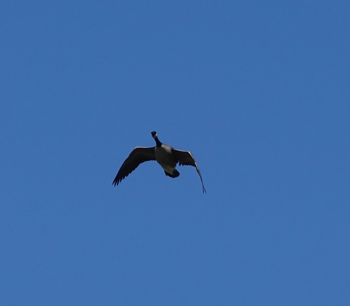 Canada Goose - Marianna B