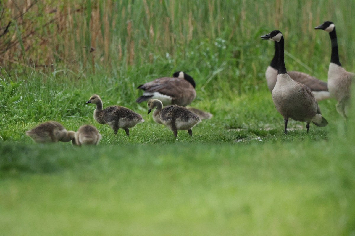 Canada Goose - Sabrina Jacob