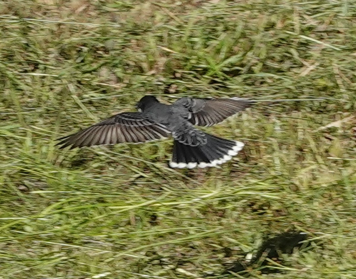 Eastern Kingbird - ML618850620