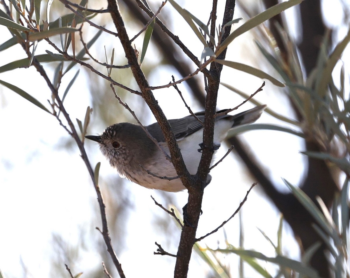 Inland Thornbill - Cathy Pert