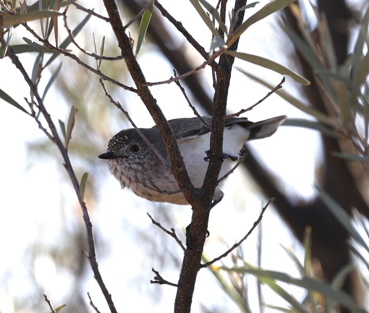 Inland Thornbill - Cathy Pert