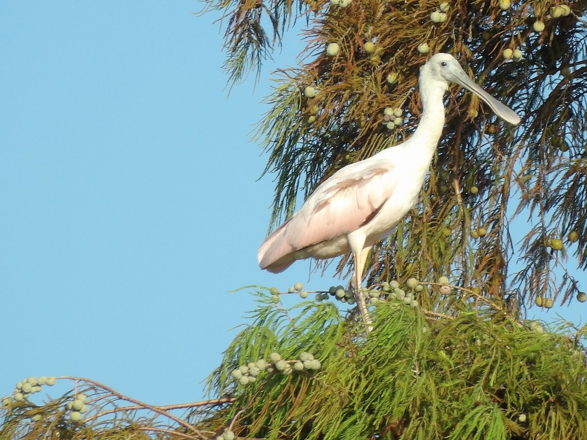 Roseate Spoonbill - Jerhemy Lonzo