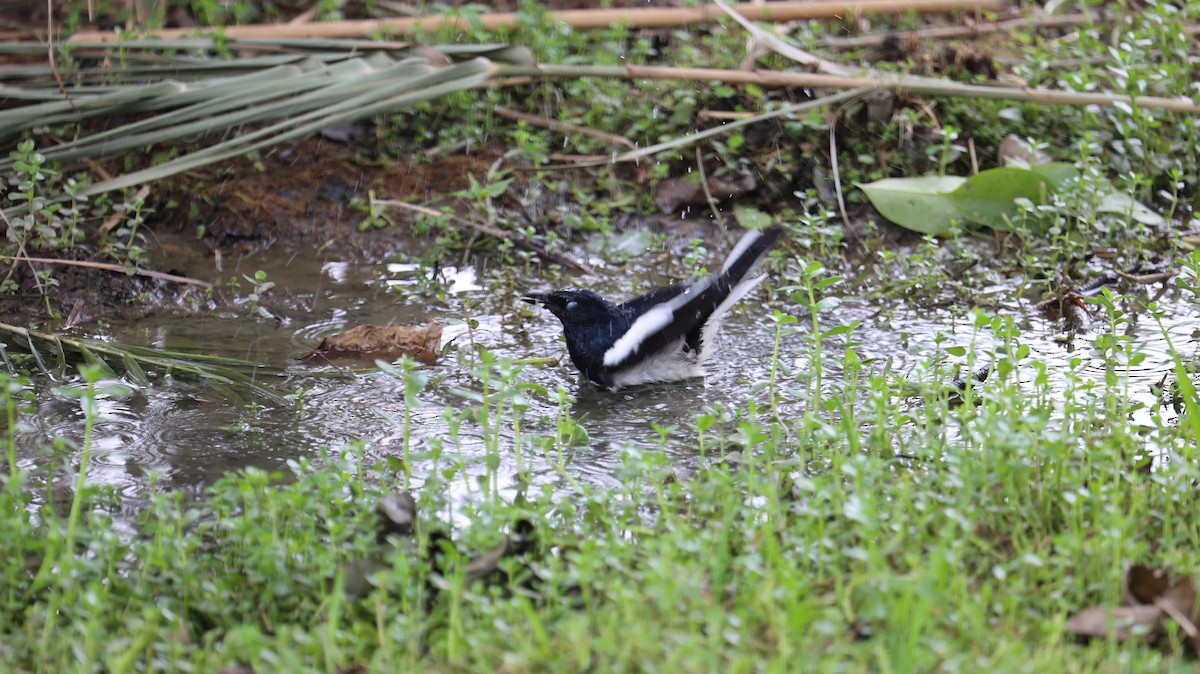 Oriental Magpie-Robin - Chengheng Hu