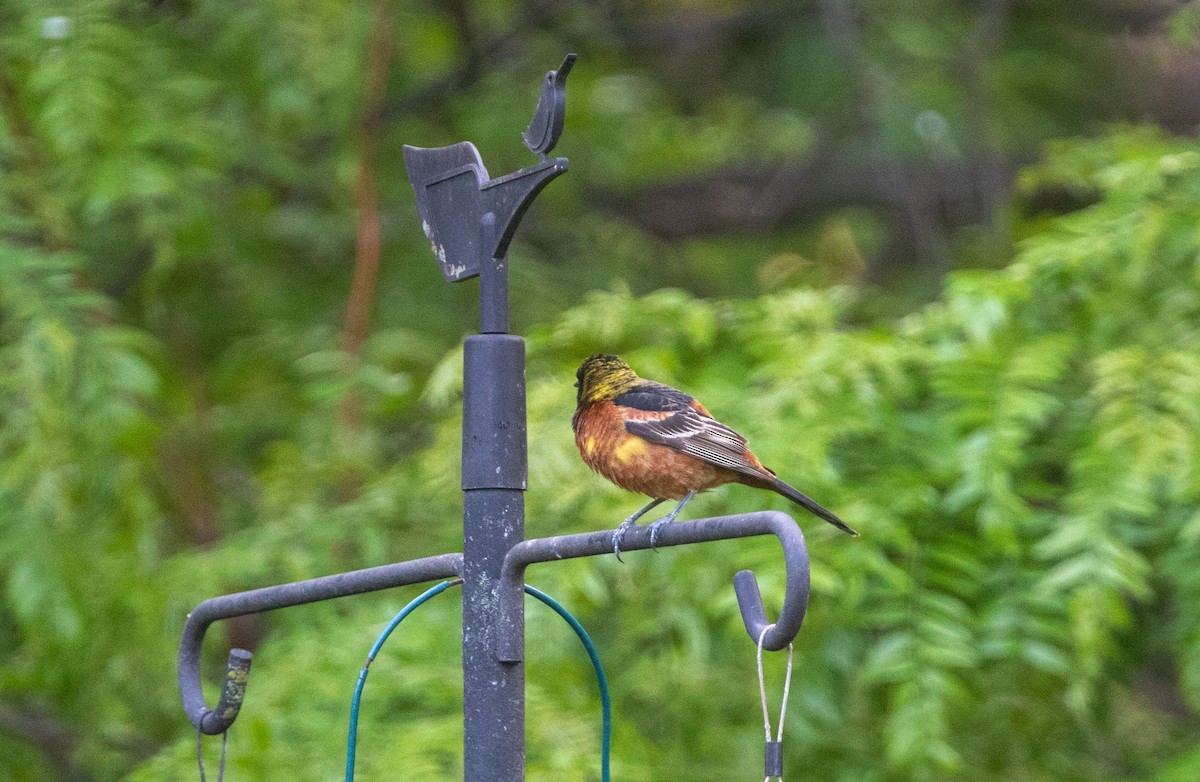 Orchard Oriole - Jill S. A