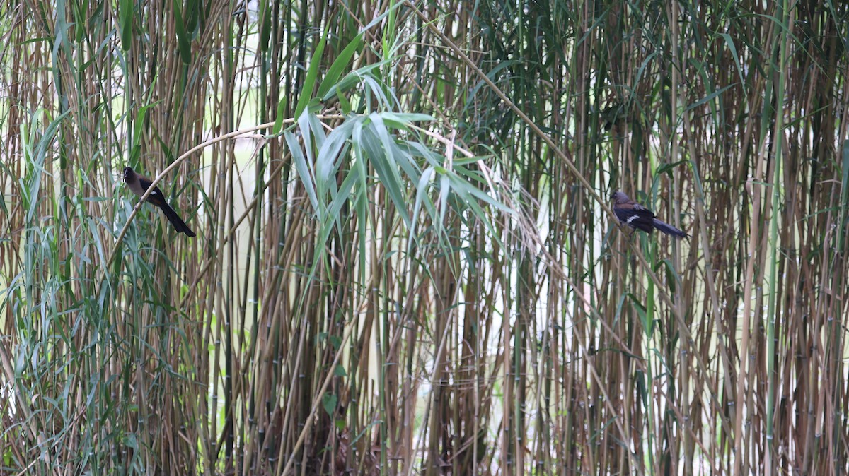 Gray Treepie - Chengheng Hu