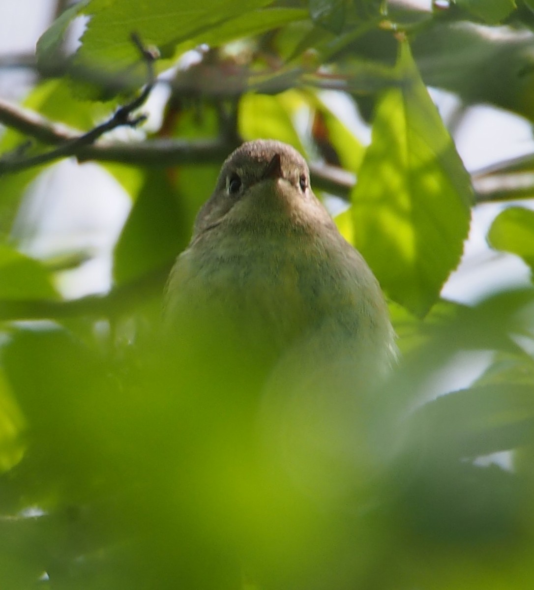 Ruby-crowned Kinglet - John Forcey