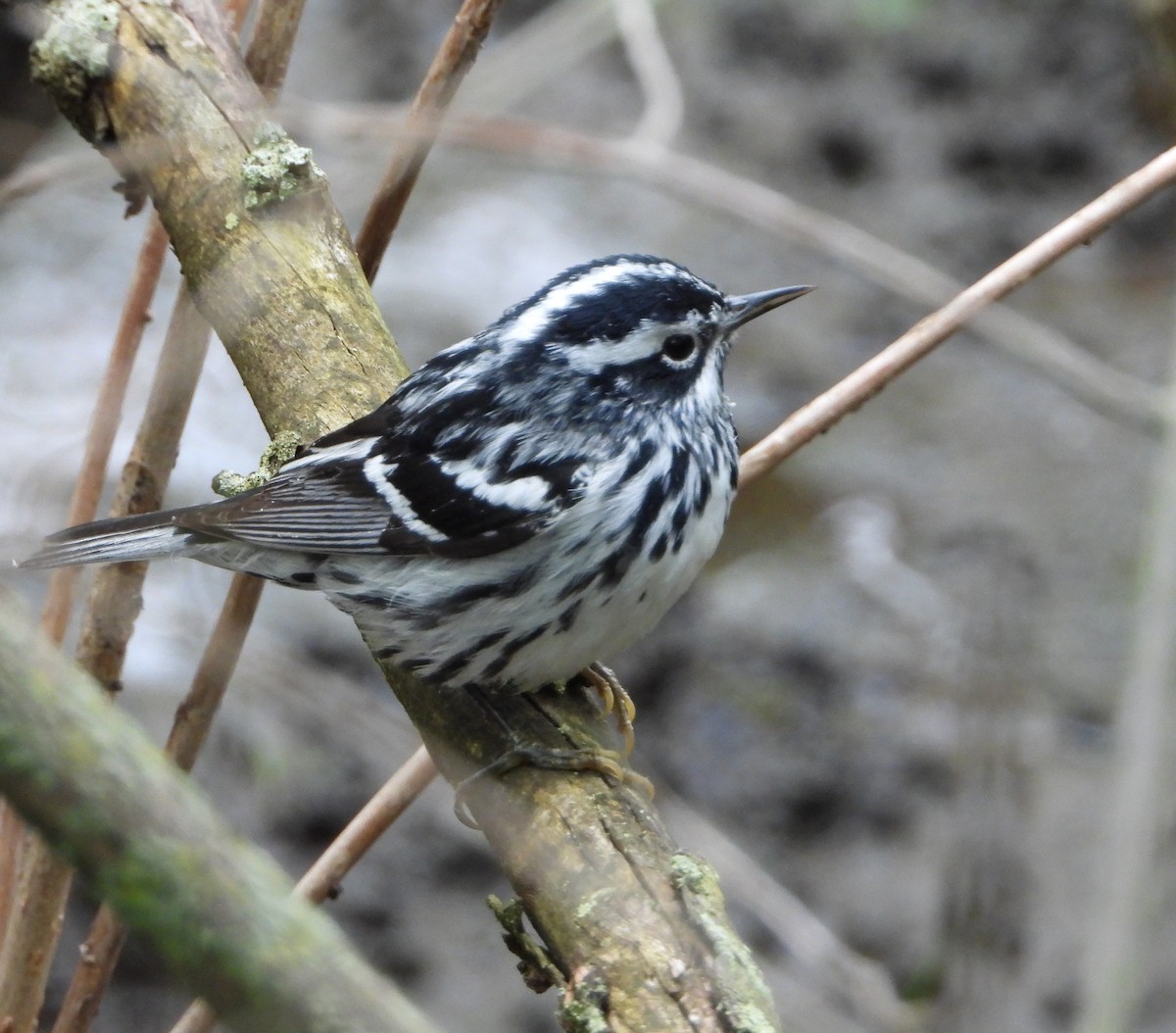 Black-and-white Warbler - Shirley Andrews