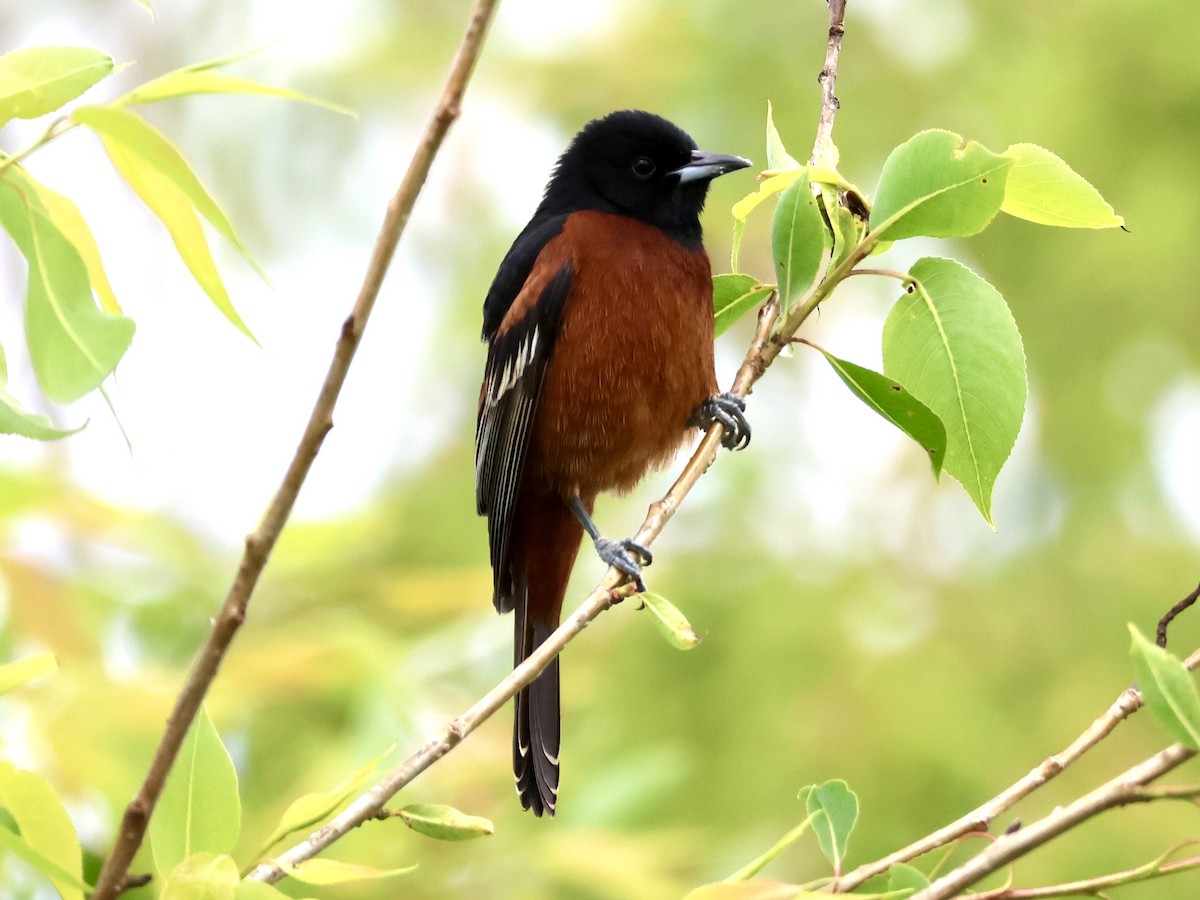 Orchard Oriole - Joanne Morrissey