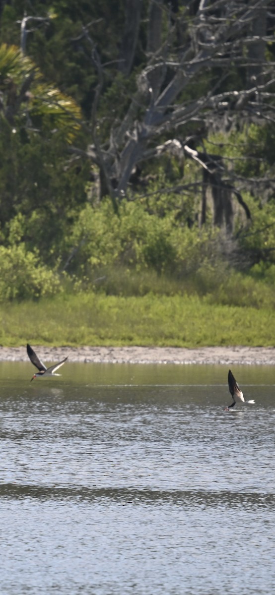 Black Skimmer - Deborah Penrose