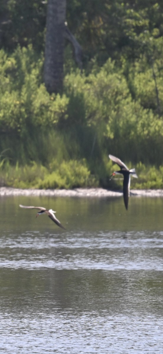 Black Skimmer - Deborah Penrose