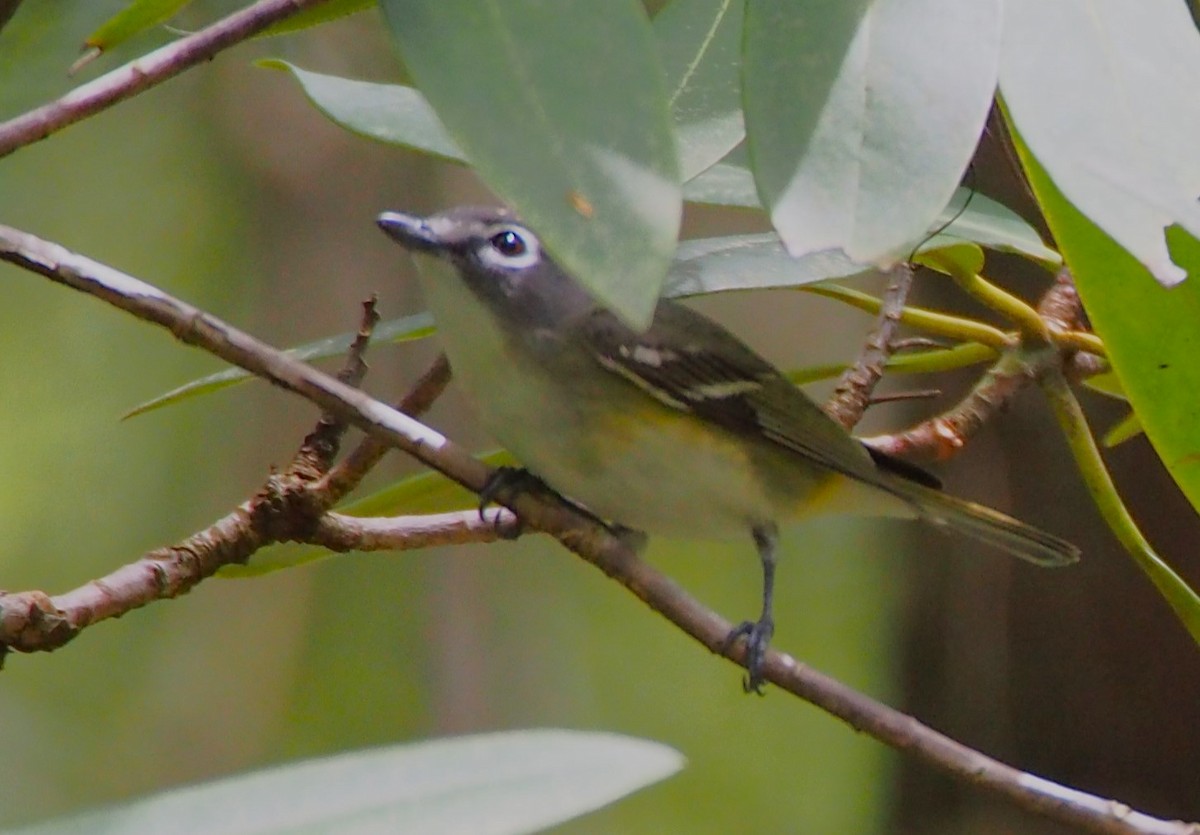 Blue-headed Vireo - John Forcey