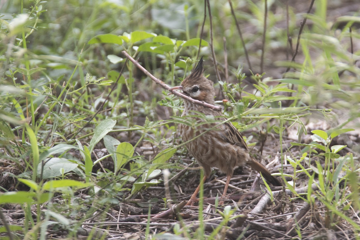Lark-like Brushrunner - ML618850663