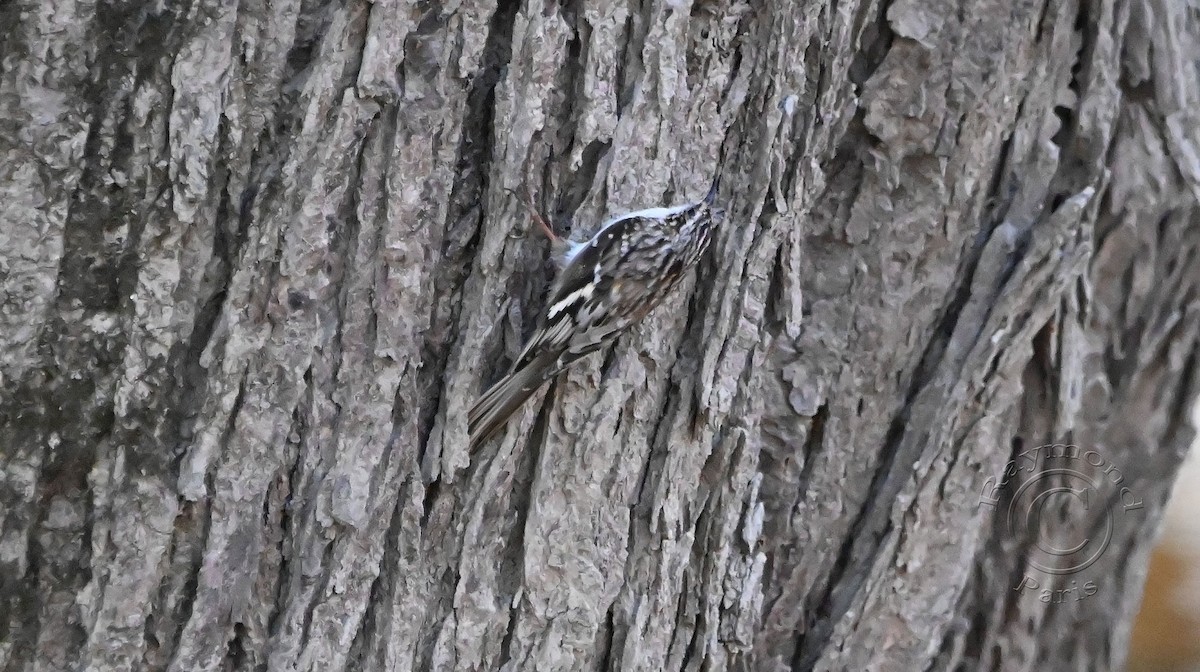 Brown Creeper - Raymond Paris