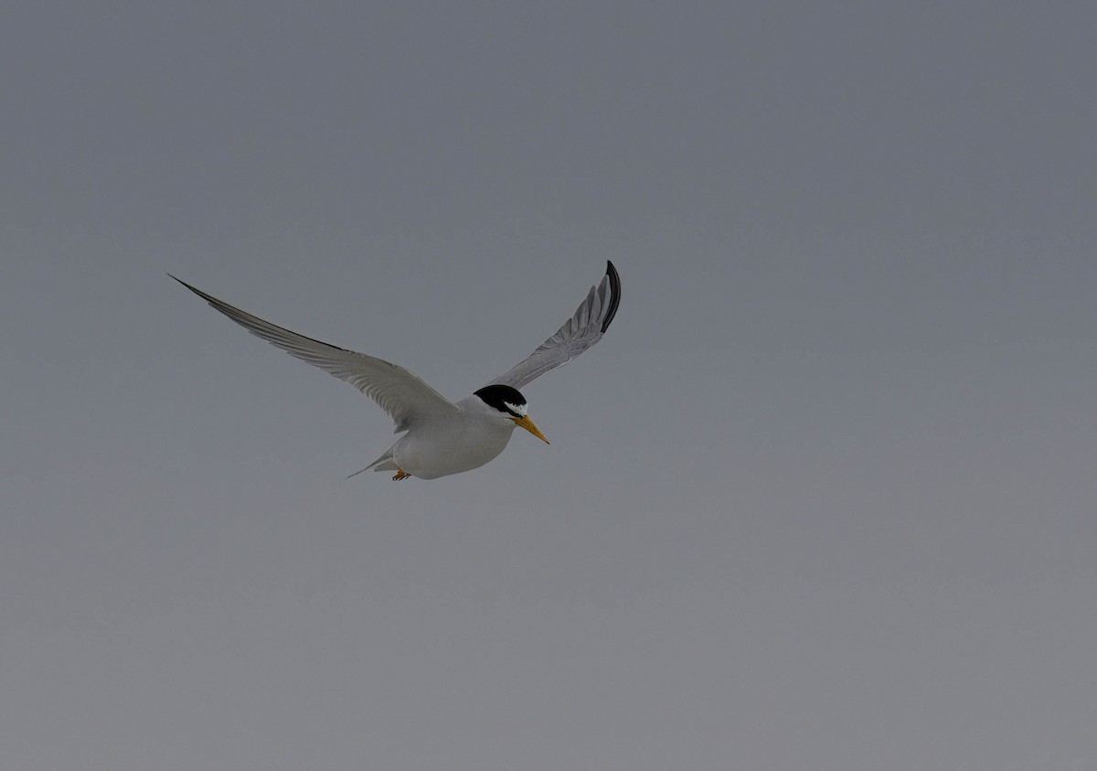 Least Tern - Douglas Hughes