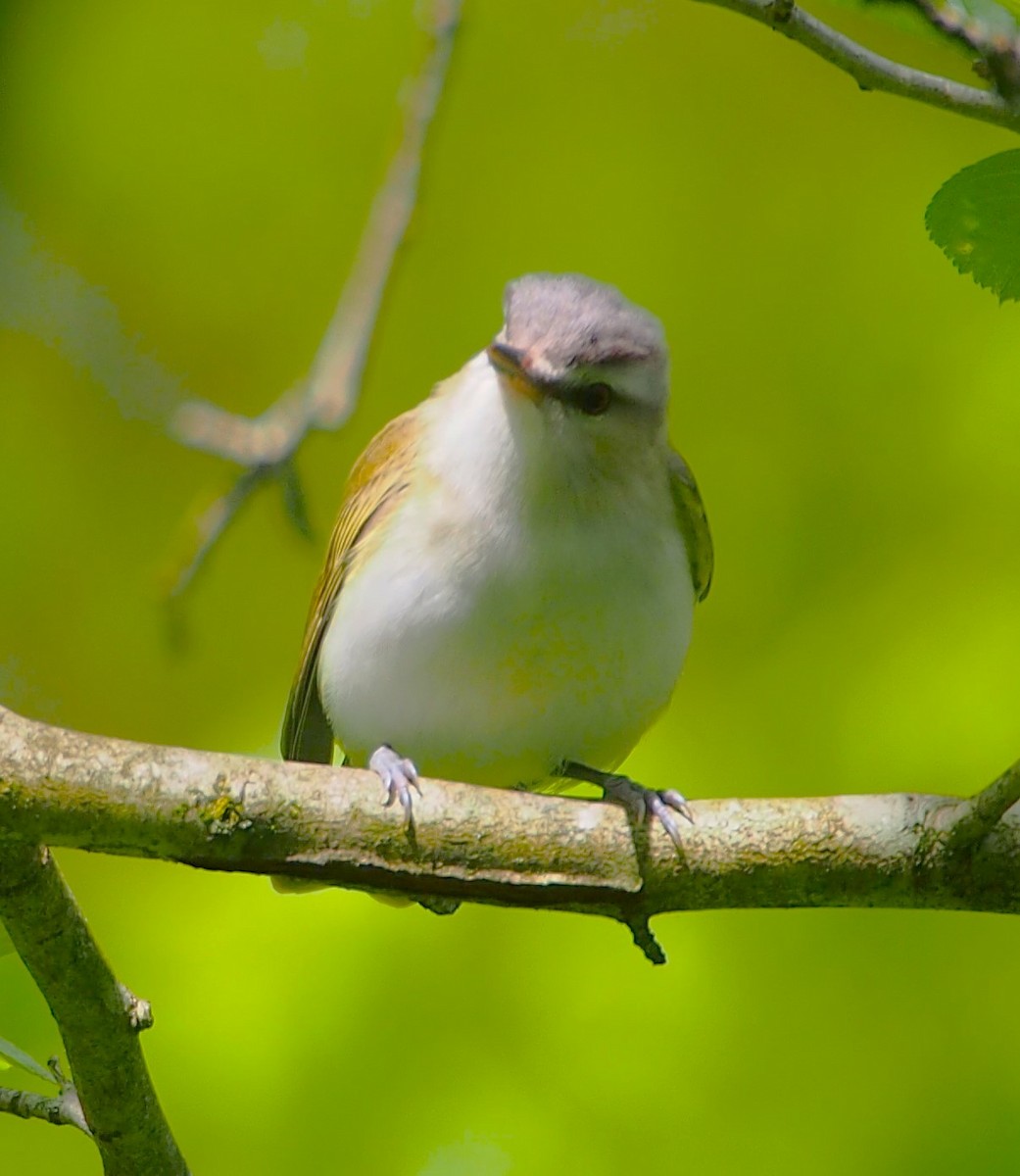 Red-eyed Vireo - John Forcey