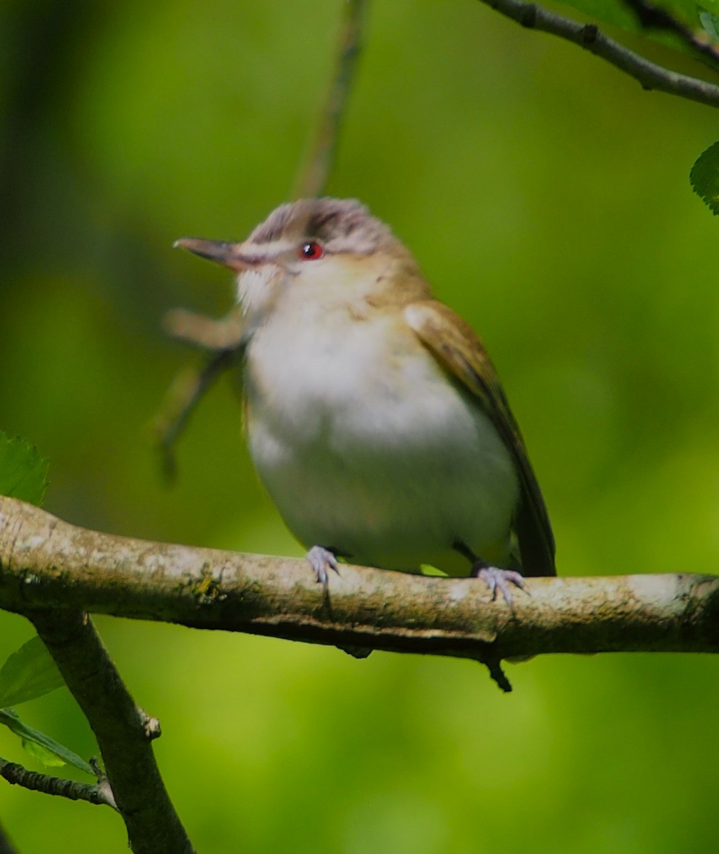 Red-eyed Vireo - John Forcey