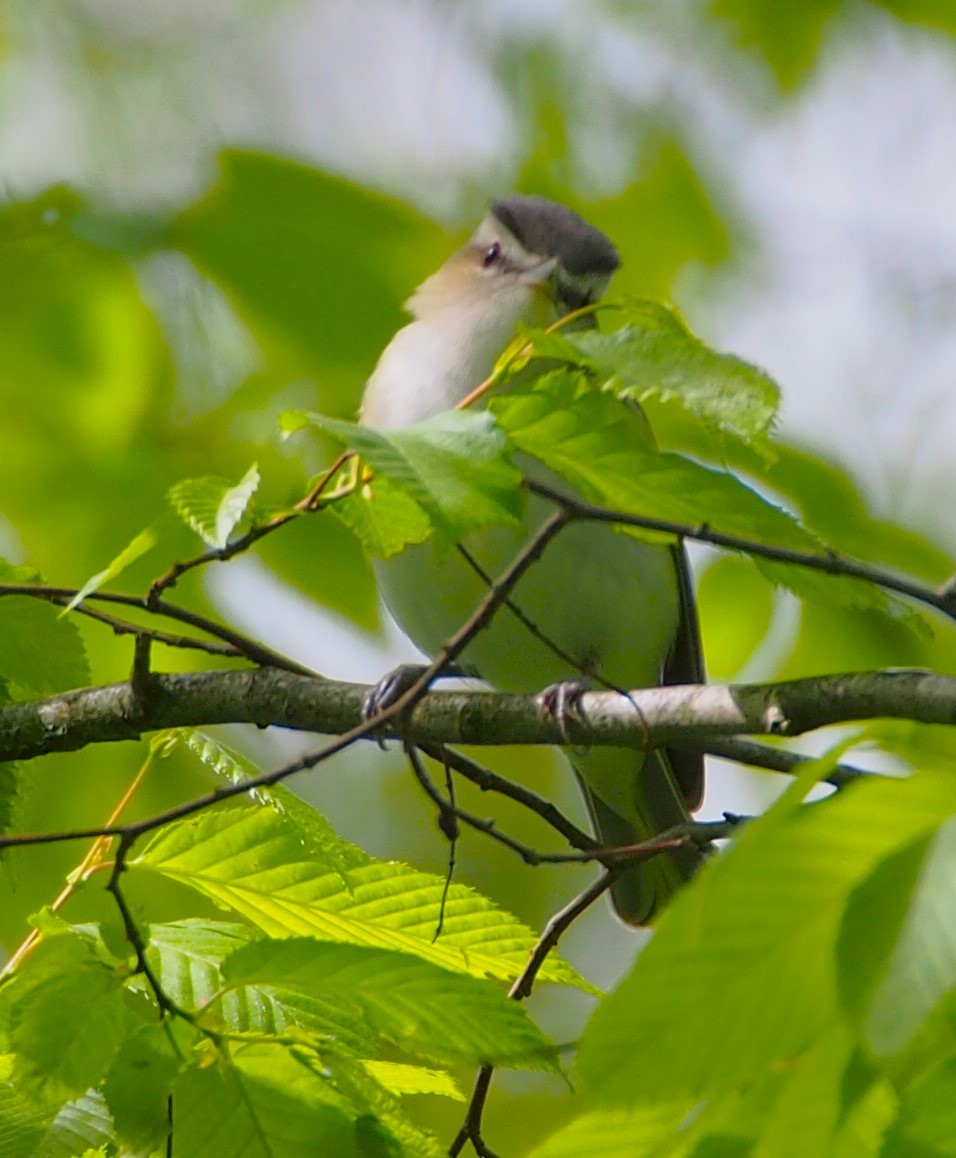 Red-eyed Vireo - John Forcey