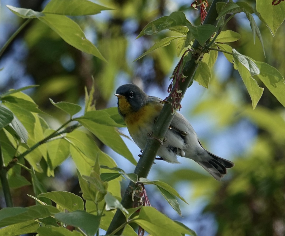 Northern Parula - Rebecca Lovejoy