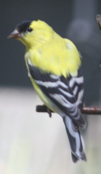 American Goldfinch - ML618850686