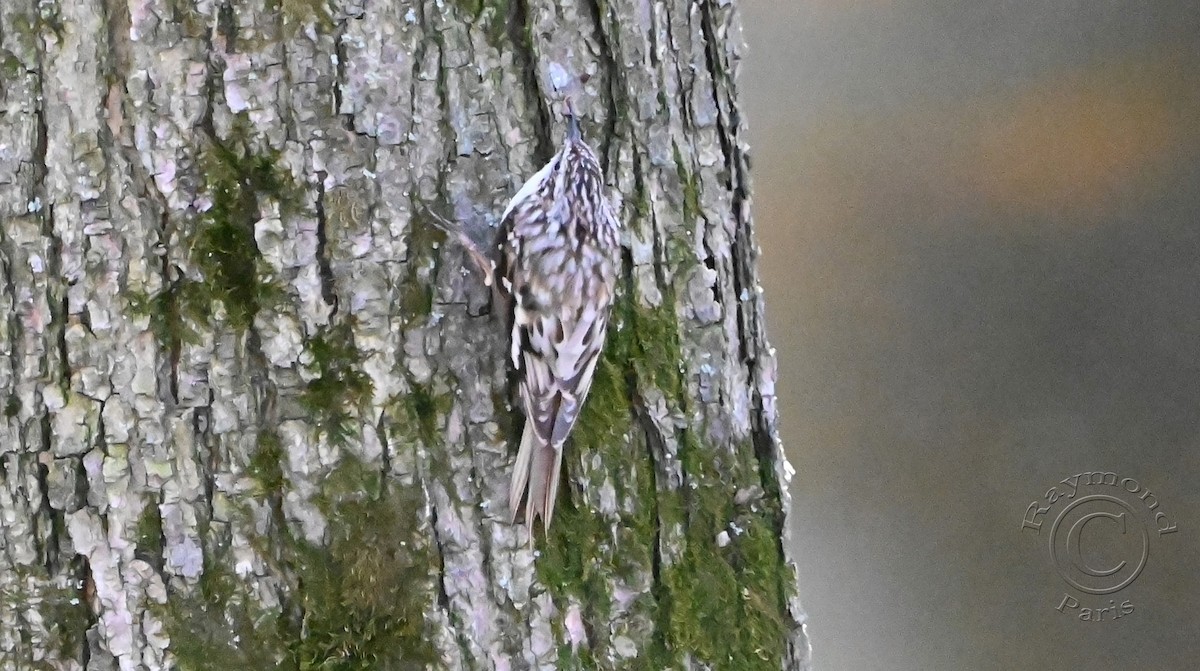 Brown Creeper - Raymond Paris