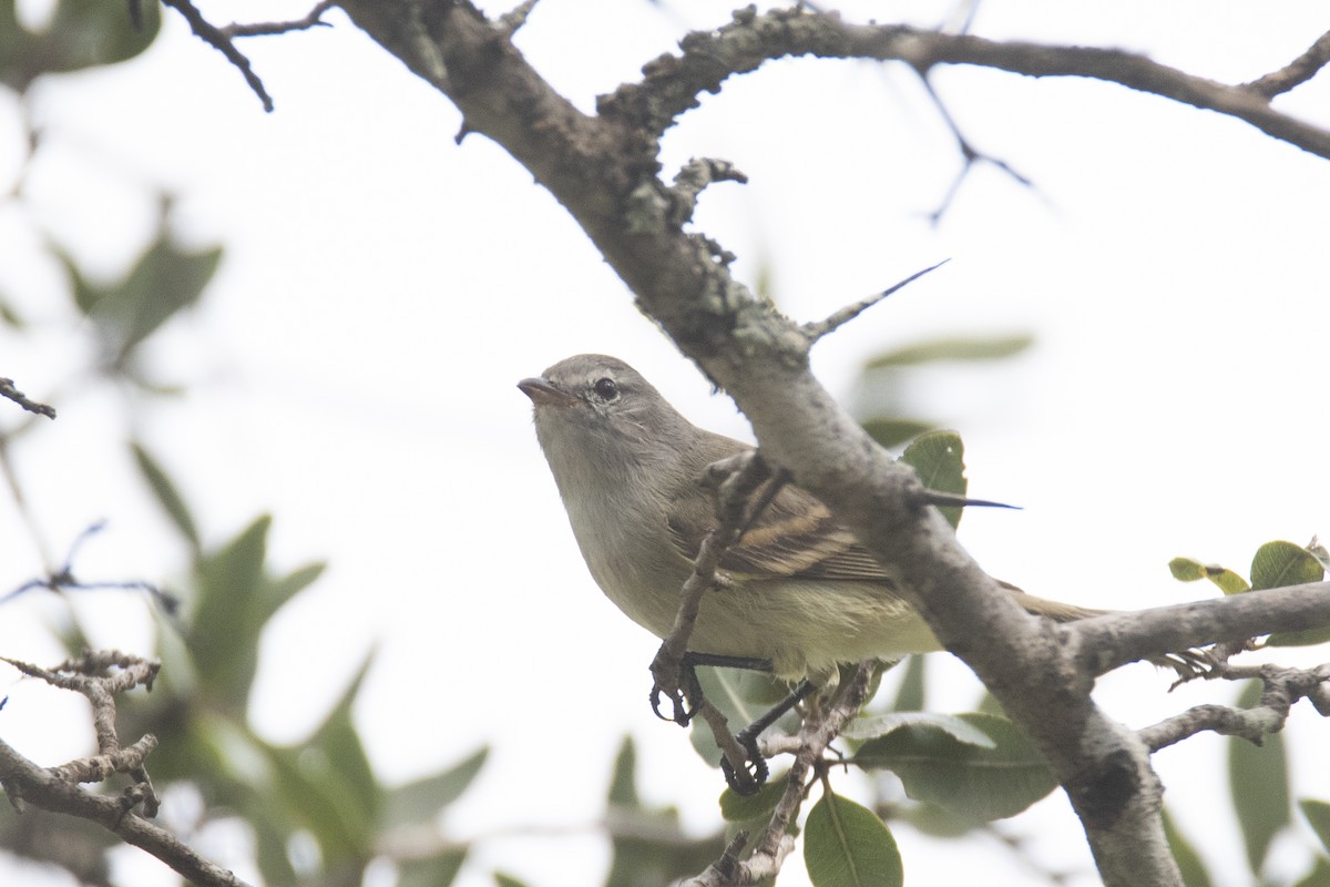 Southern Beardless-Tyrannulet - Oscar Bordon